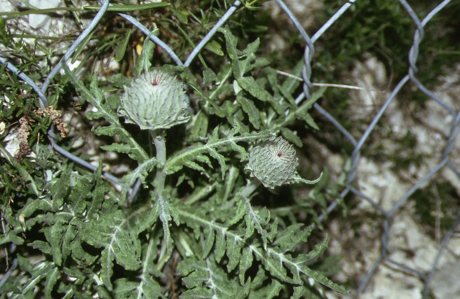 Cirsium cfr. eriophorum